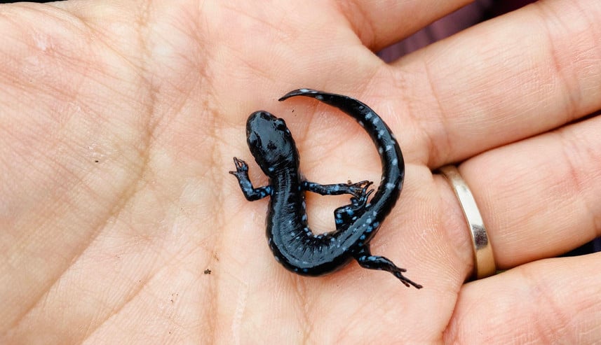 Salamander